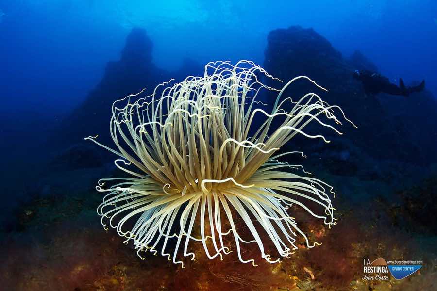 Imagen 30 de los d&iacute;as extra&ntilde;os